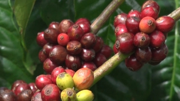 Outlook of coffee exports in the 2024–2025 crop year: Better financial resources, larger profits